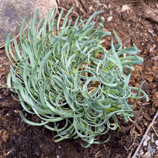 Allium senescens 'Blue Eddy'