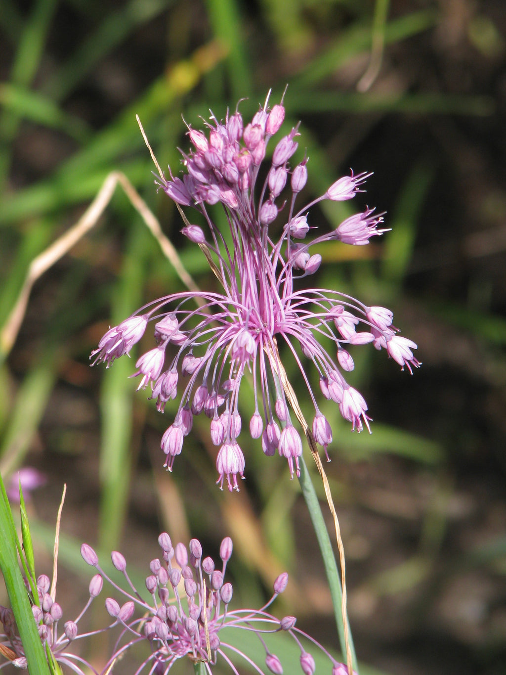 Allium carinatum ssp. pulchellum