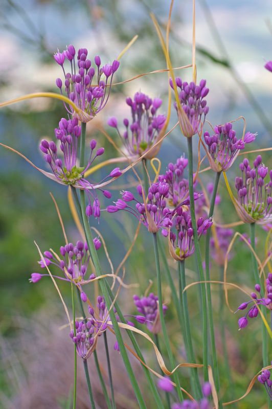Allium carinatum ssp. pulchellum