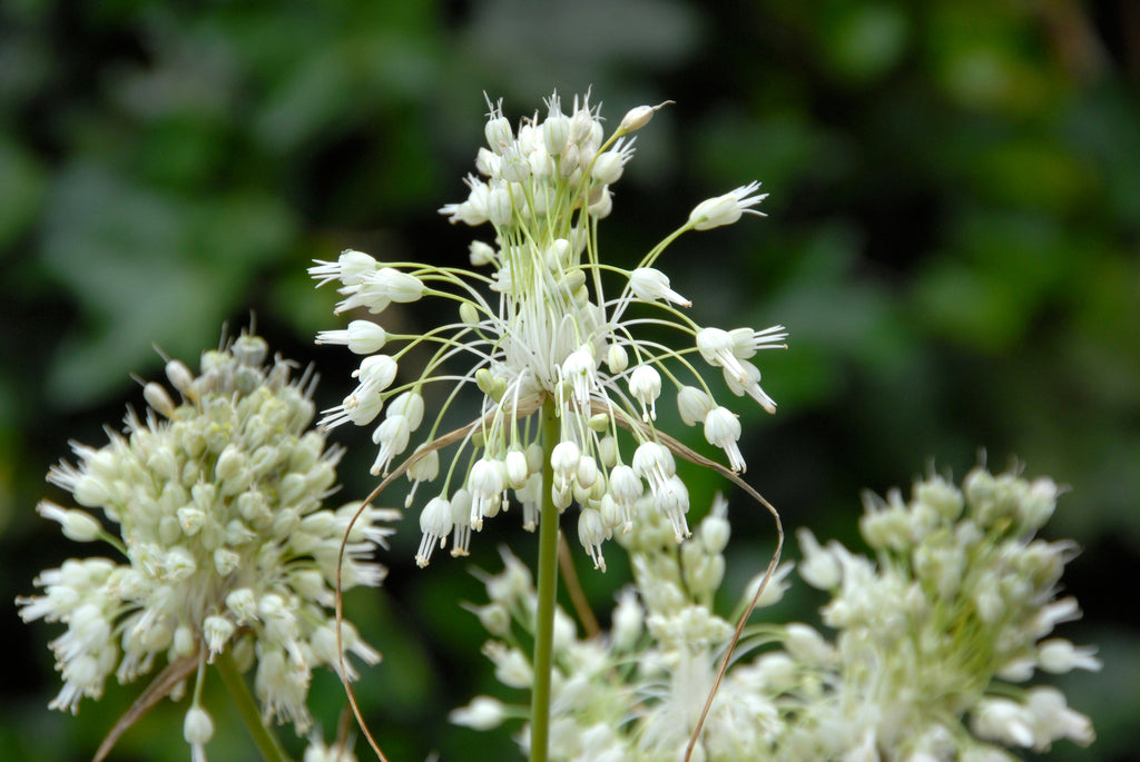 Allium carinatum ssp. pulchellum f. album