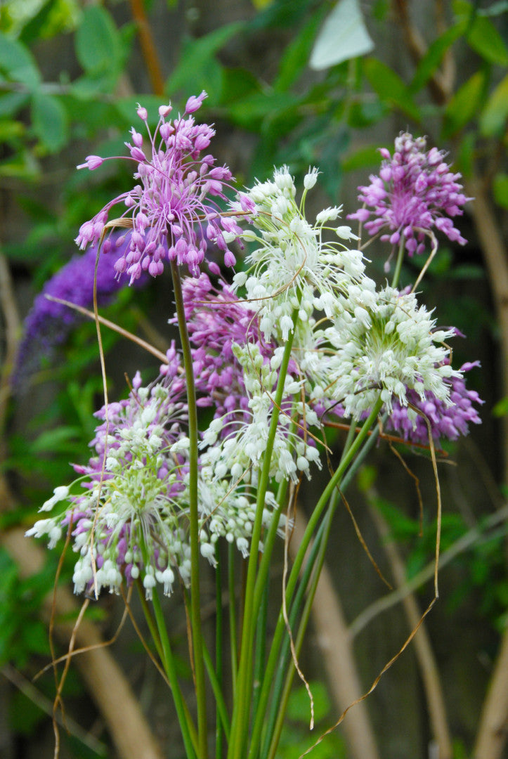 Allium carinatum ssp. pulchellum