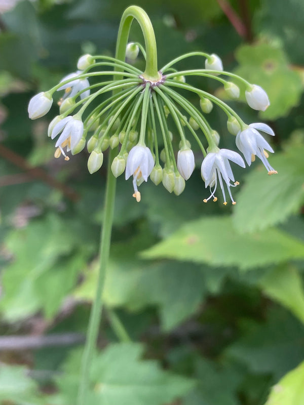Allium cernuum f. albiflorum