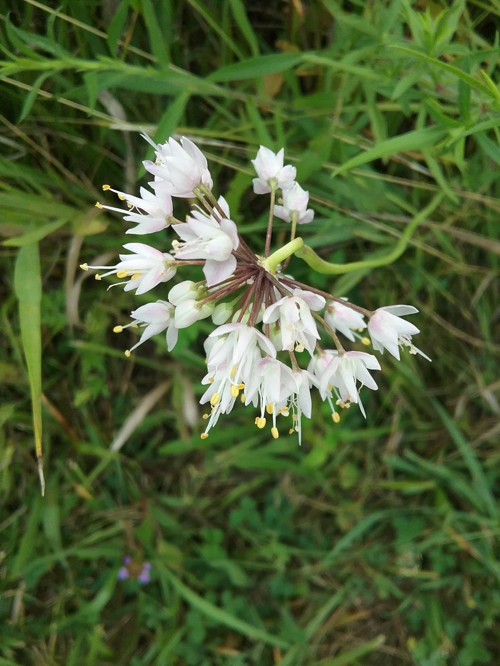 Allium cernuum f. albiflorum