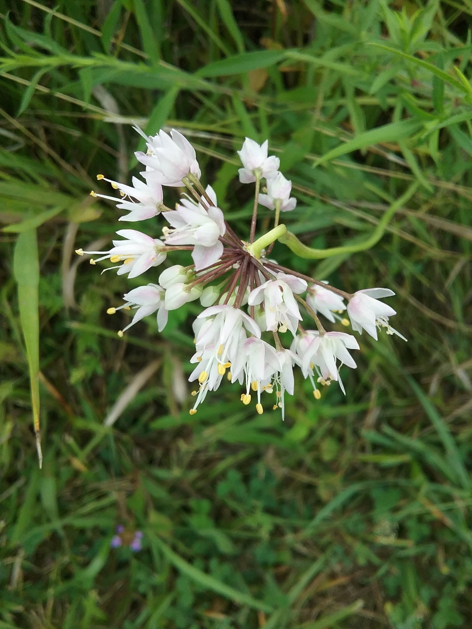 Allium cernuum f. albiflorum