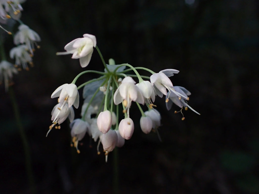 Allium cernuum f. albiflorum