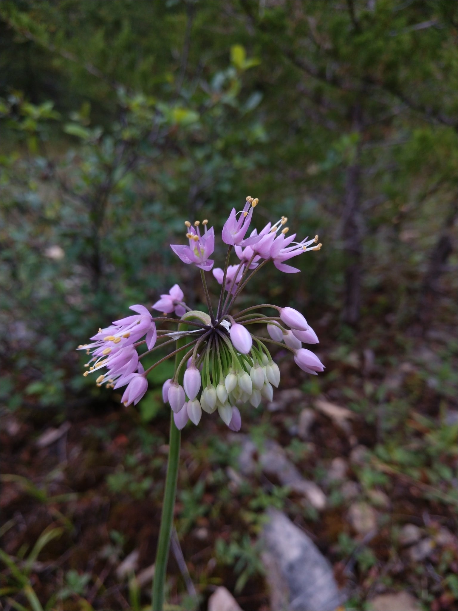 Allium cernuum