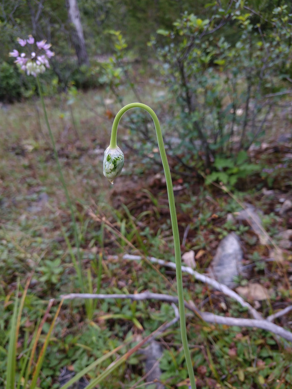 Allium cernuum