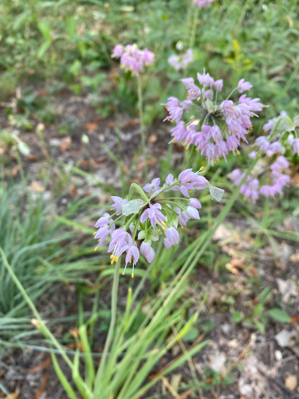 Allium cernuum