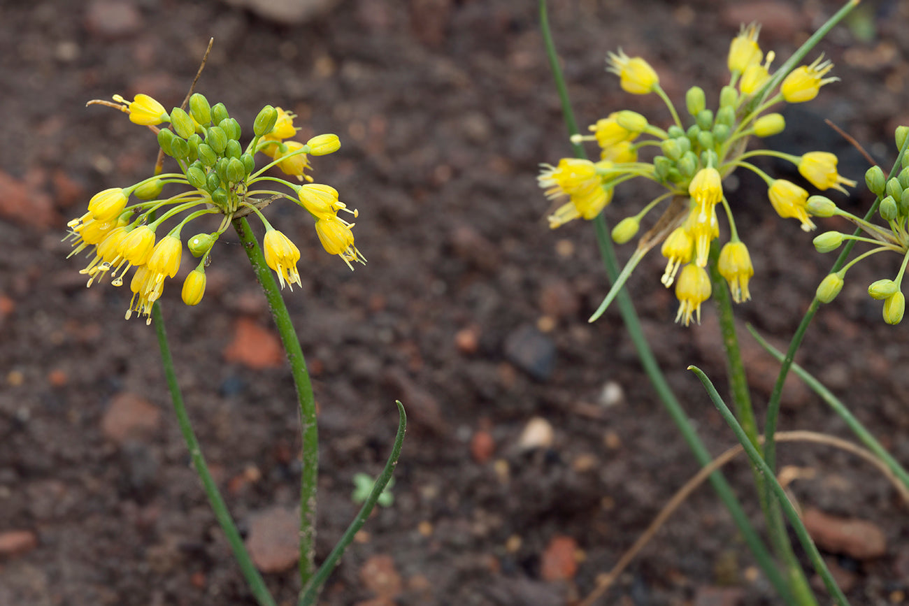 Allium flavum var. minus