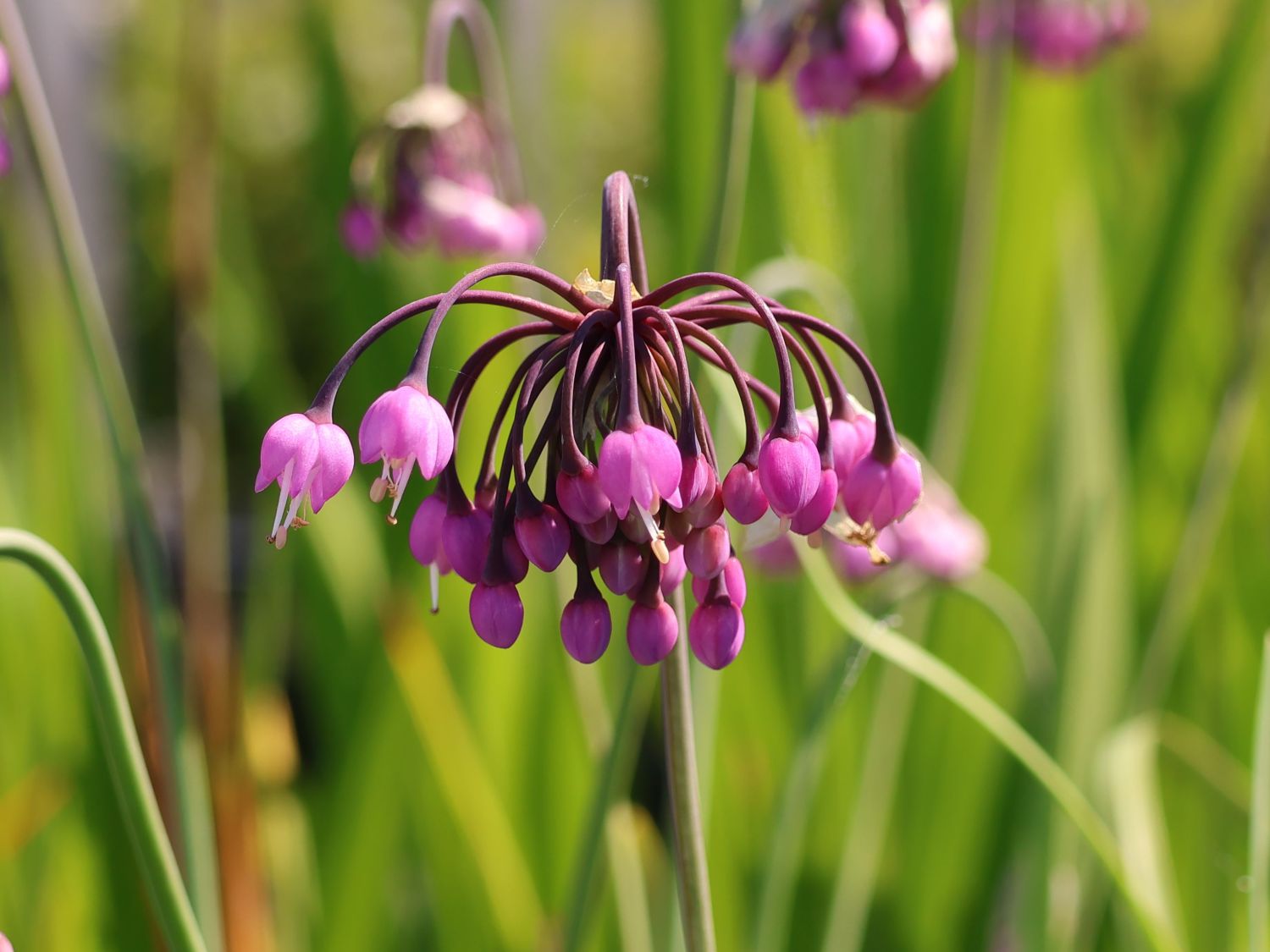Allium cernuum 'Hidcote'
