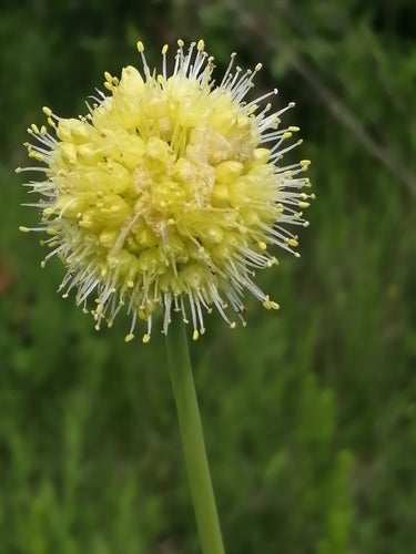 Allium obliquum