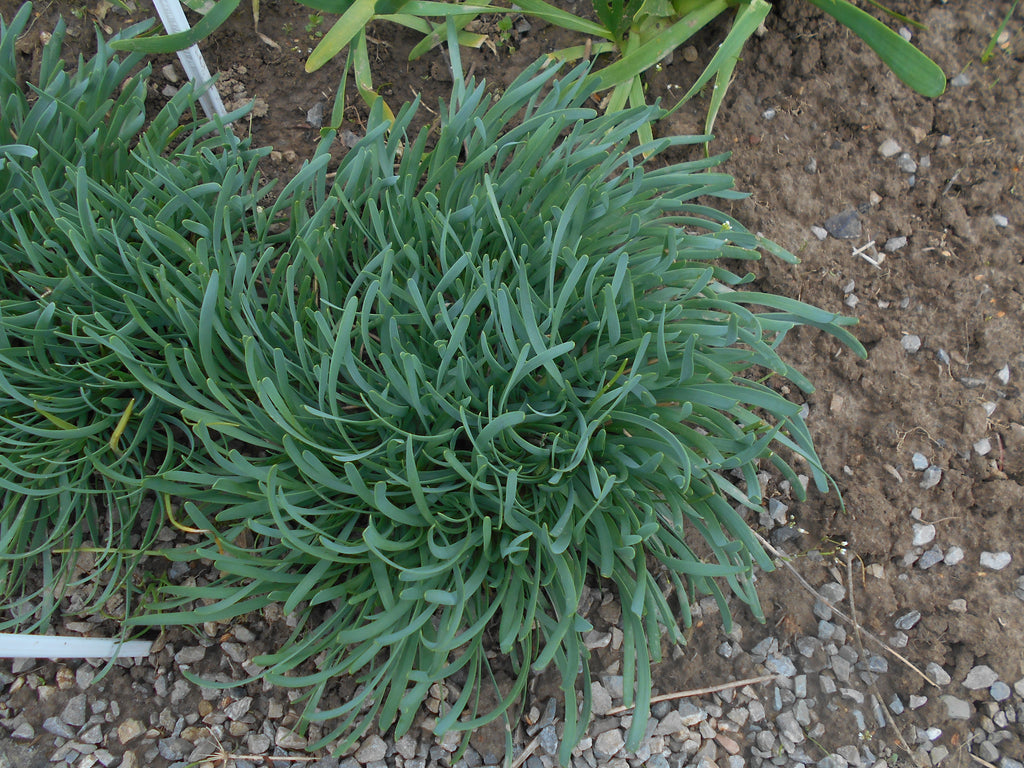 Allium senescens ssp. glaucum