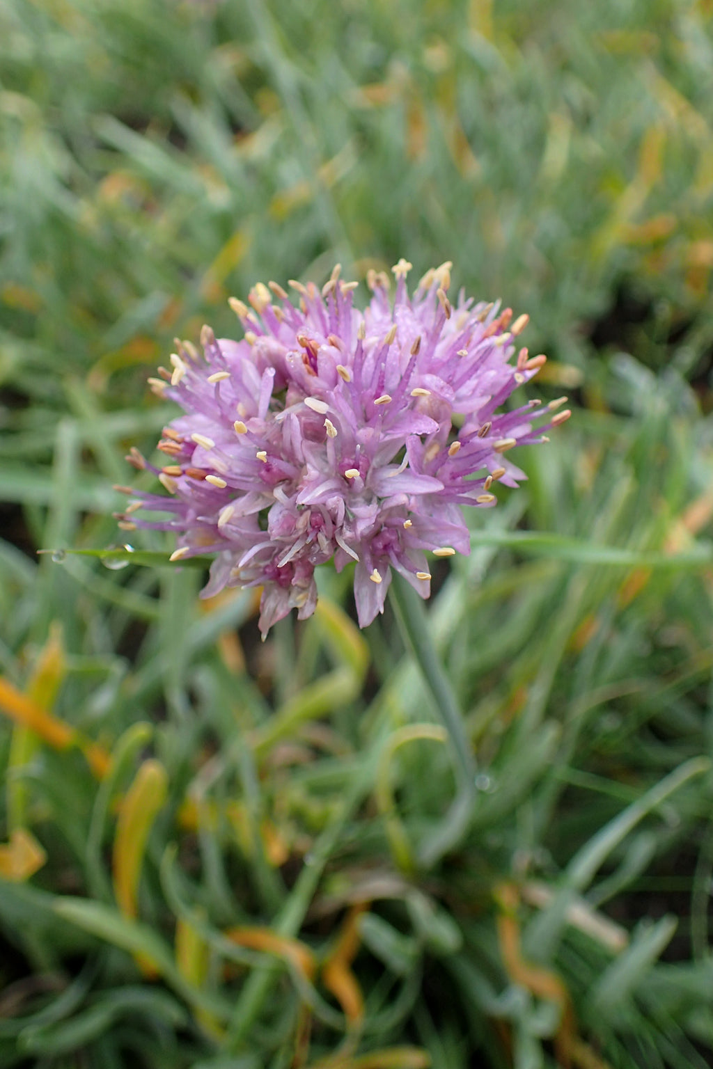 Allium senescens ssp. glaucum
