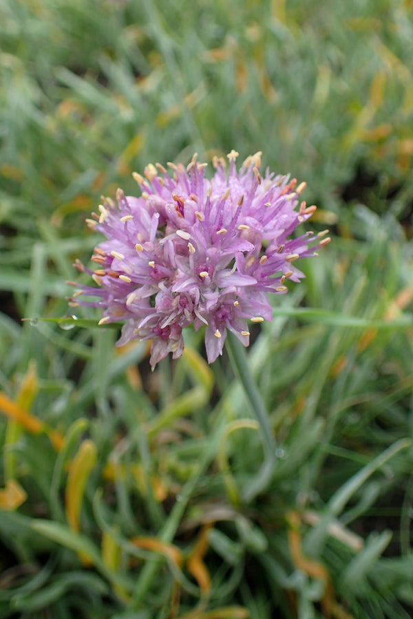 Allium senescens ssp. glaucum