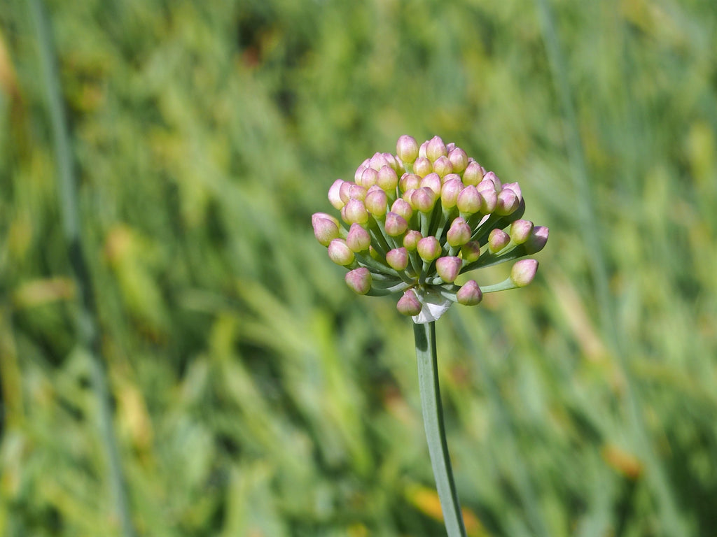 Allium senescens ssp. glaucum