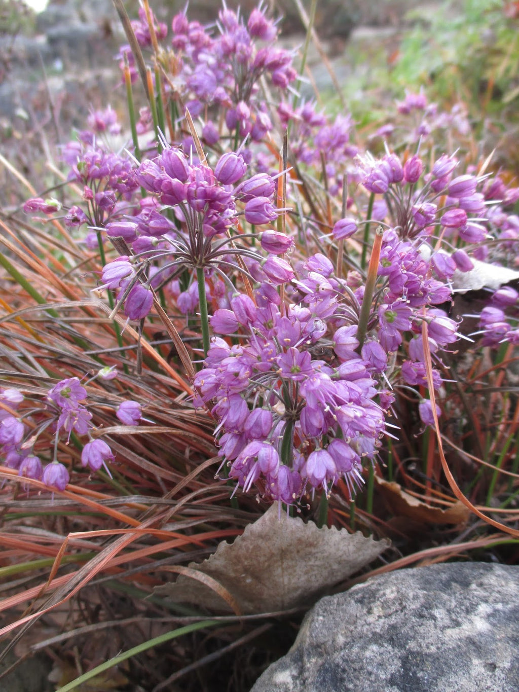 Allium thunbergii ‘Ozawa'