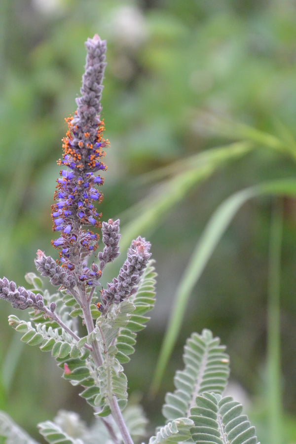 Amorpha canescens