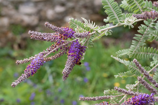 Amorpha canescens ‘Nana’