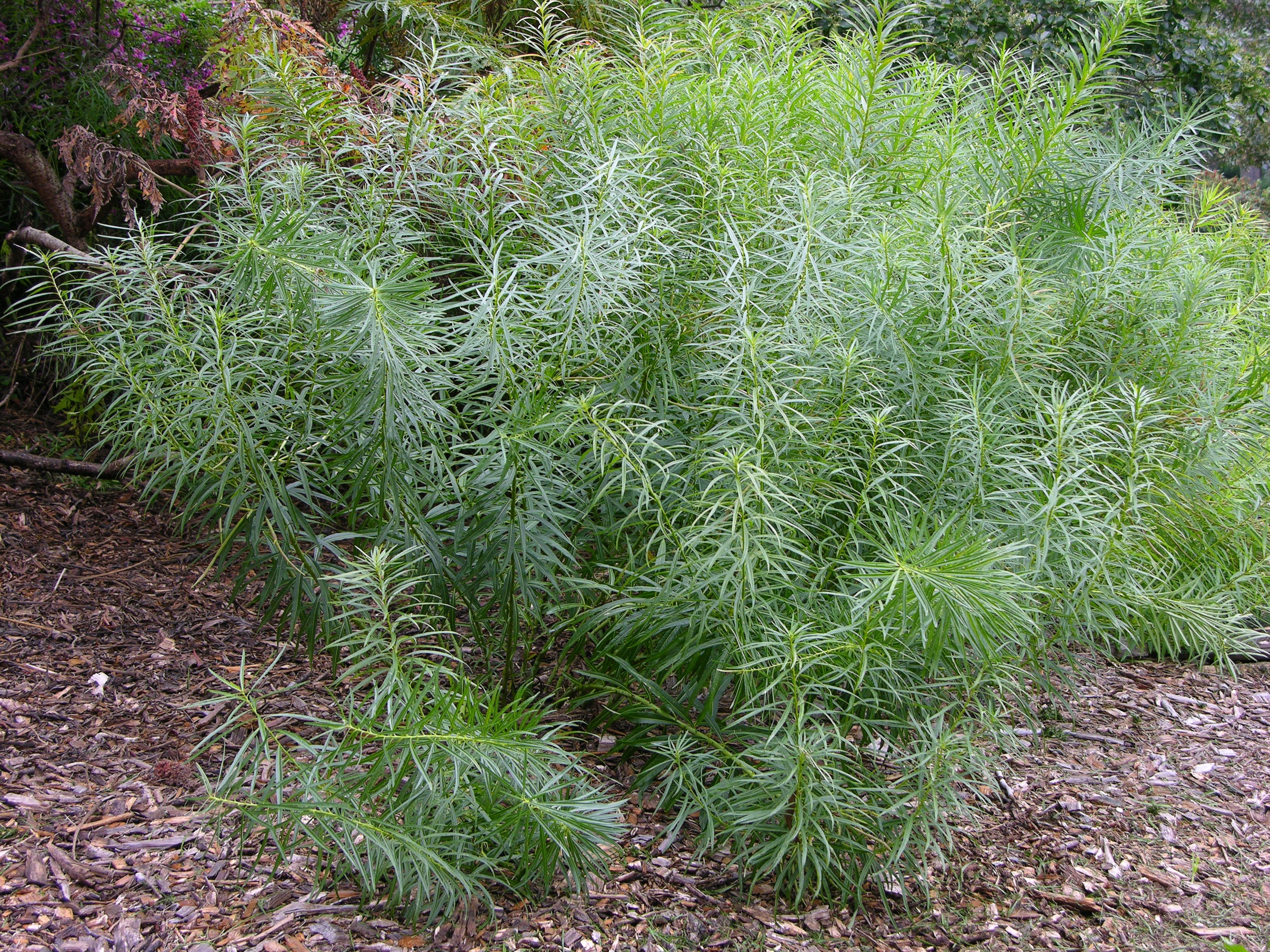 Amsonia hubrichtii