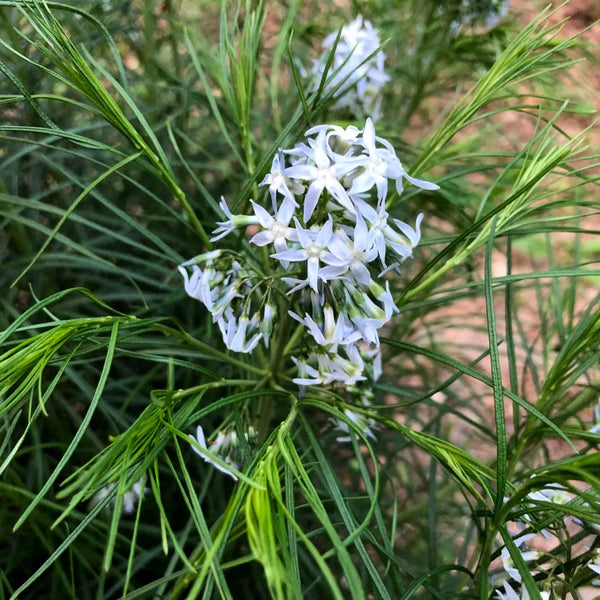 Amsonia hubrichtii