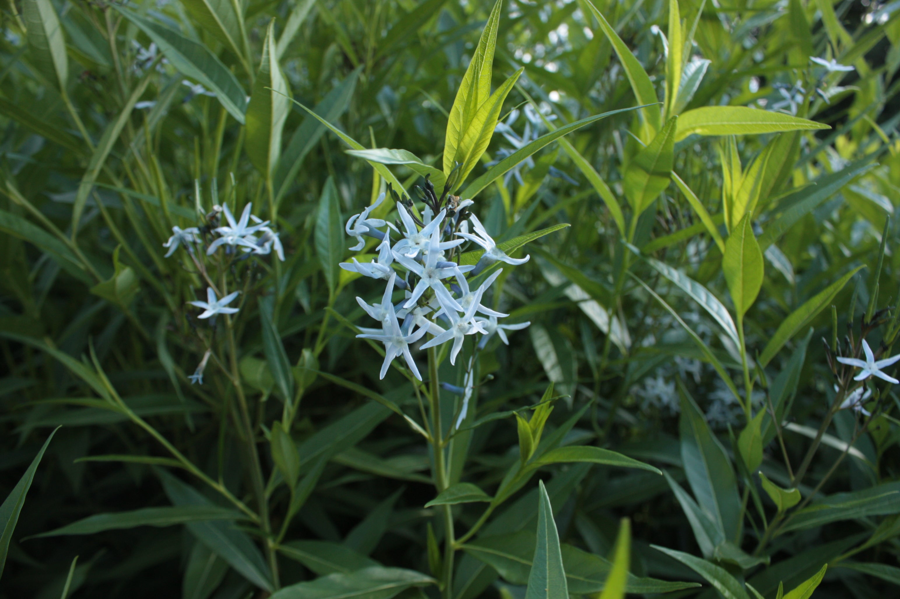 Amsonia tabernaemontana