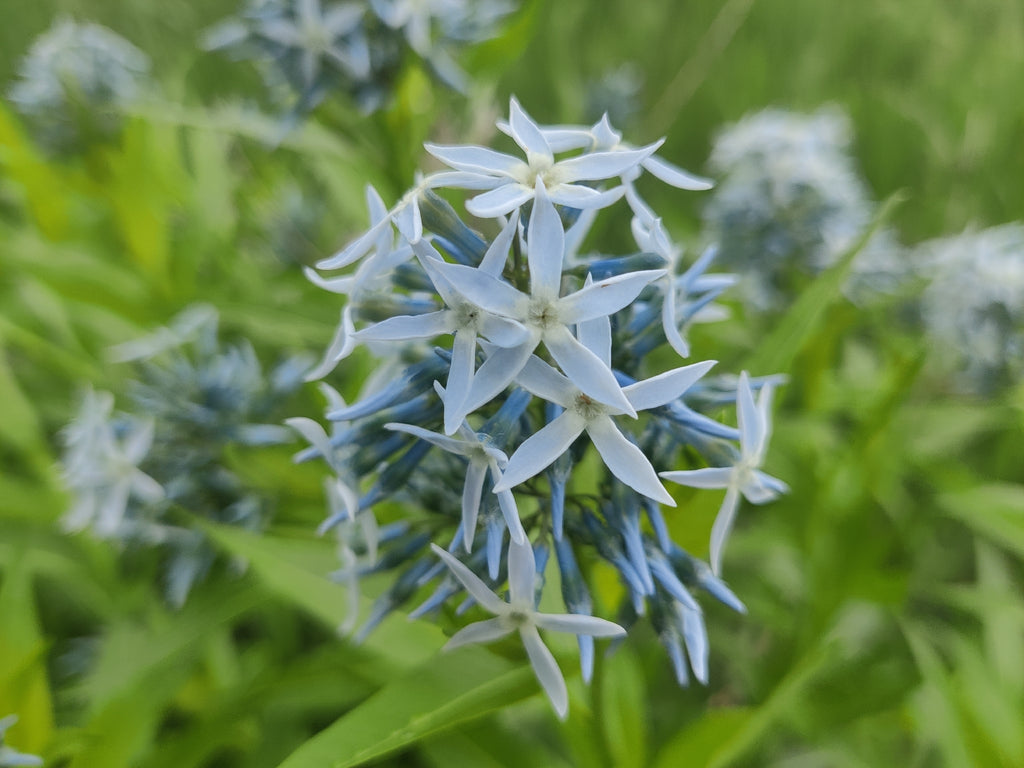 Amsonia tabernaemontana