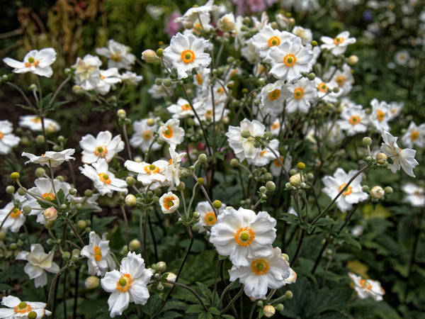 Anemone × hybrida ‘Honorine Jobert’