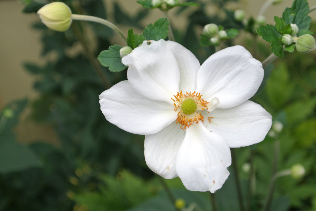 Anemone x hybrida 'Honorine Jobert'