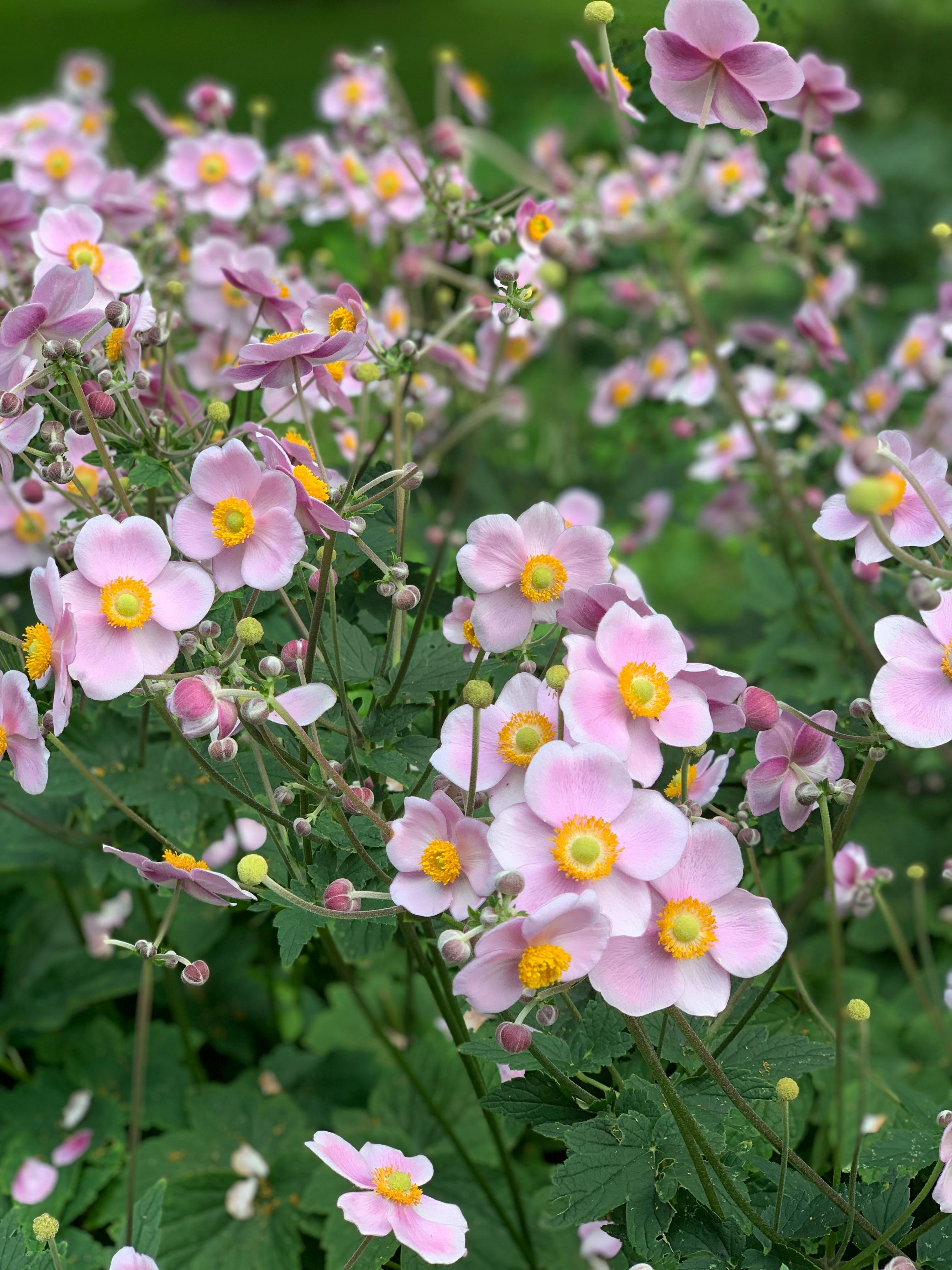 Anemone x hybrida 'Königin Charlotte'