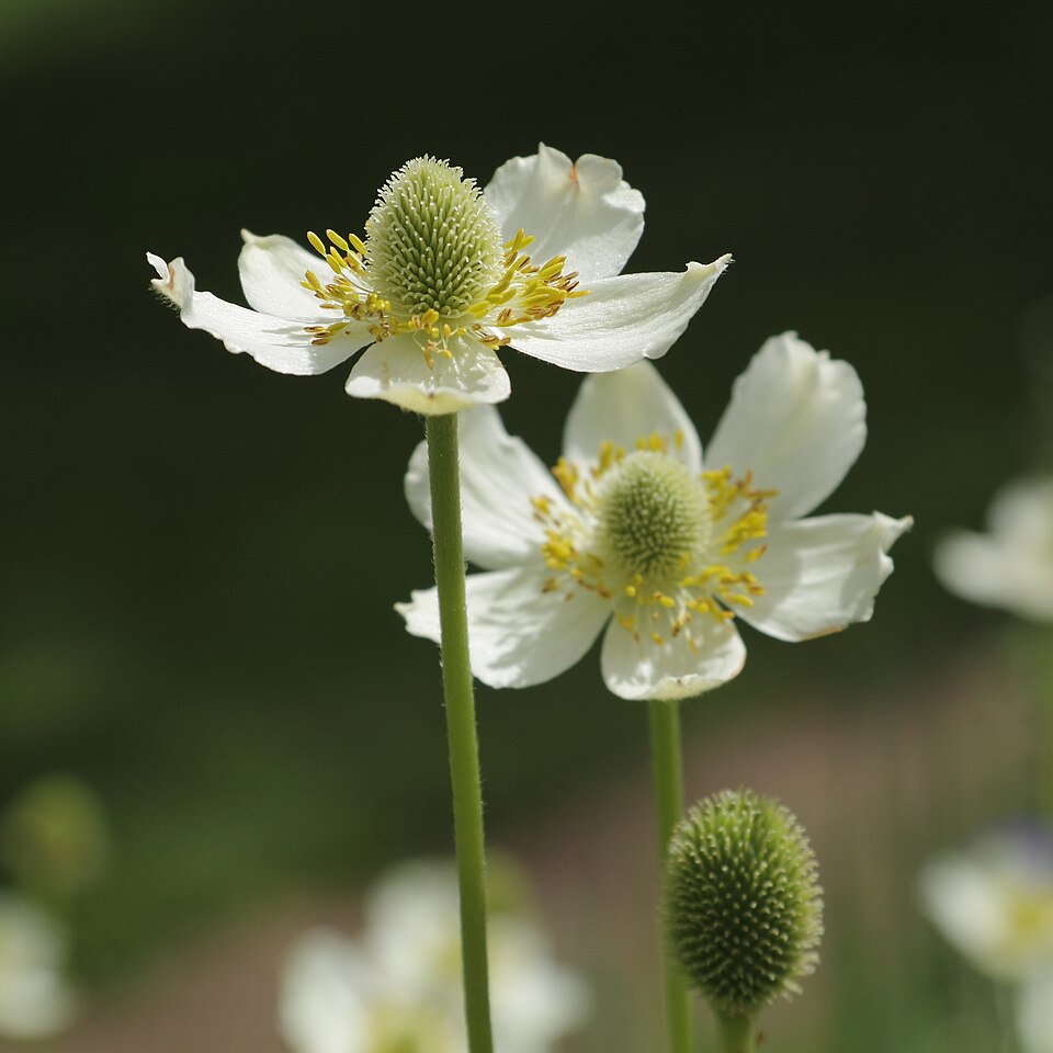 Anemone virginiana