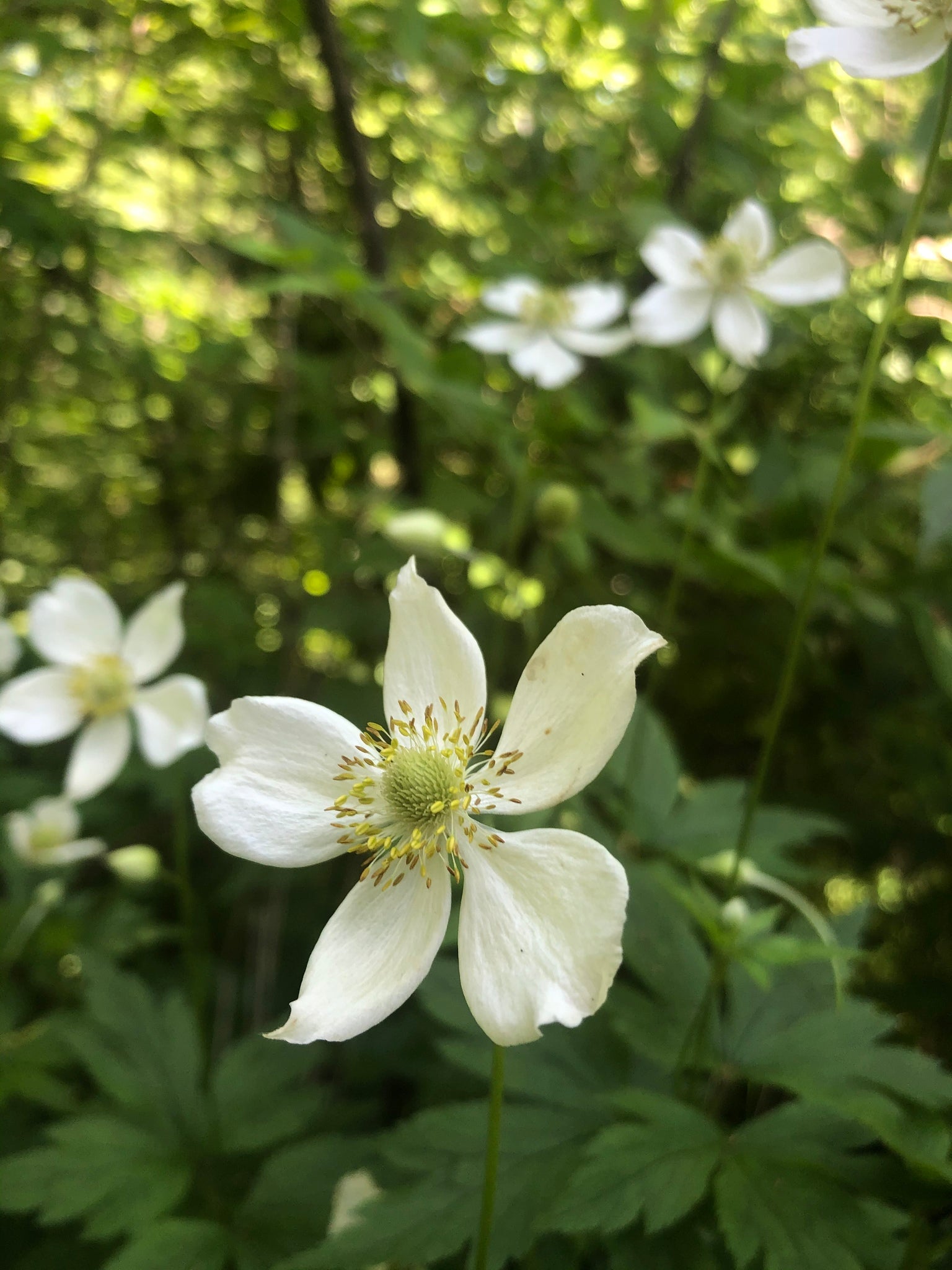 Anemone virginiana