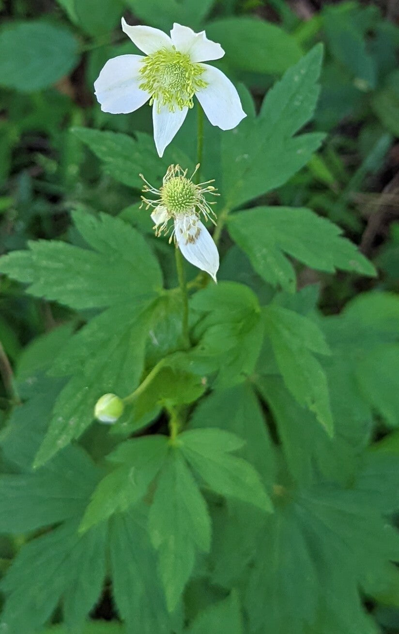 Anemone virginiana