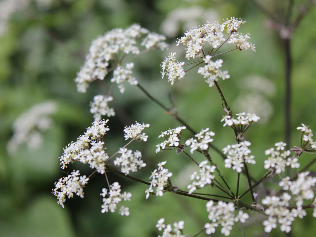 Anthriscus sylvestris 'Ravenswing'