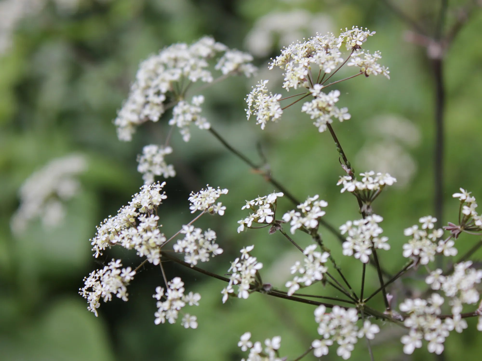 Anthriscus sylvestris 'Ravenswing'