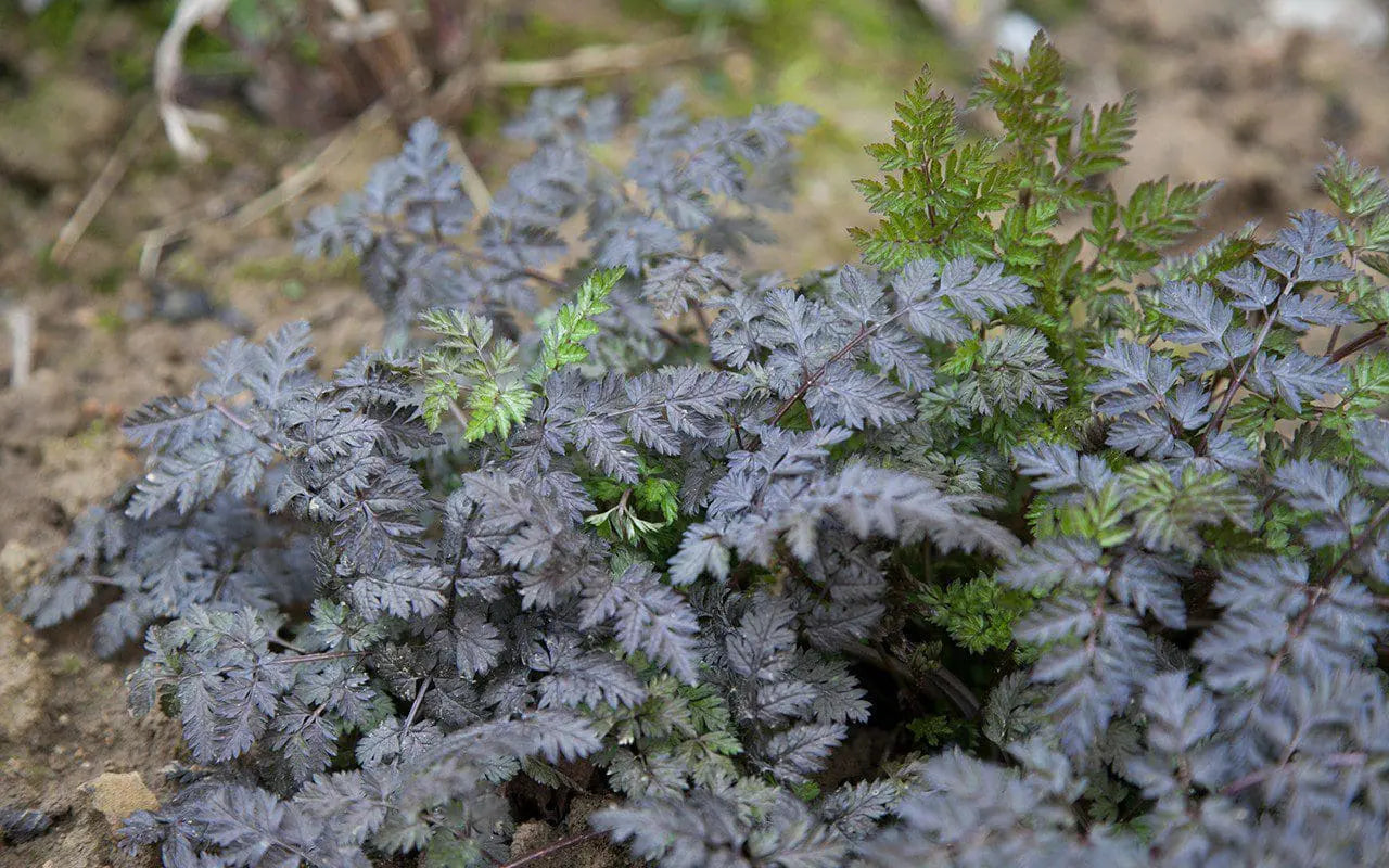 Anthriscus sylvestris 'Ravenswing'