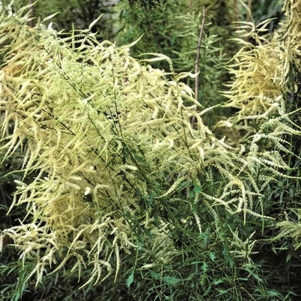 Aruncus dioicus ‘Whirlwind’