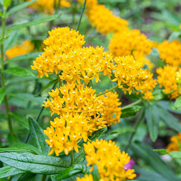 Asclepias ‘Hello Yellow’