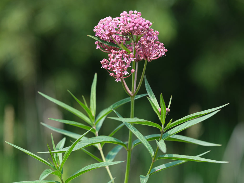 Asclepias incarnata
