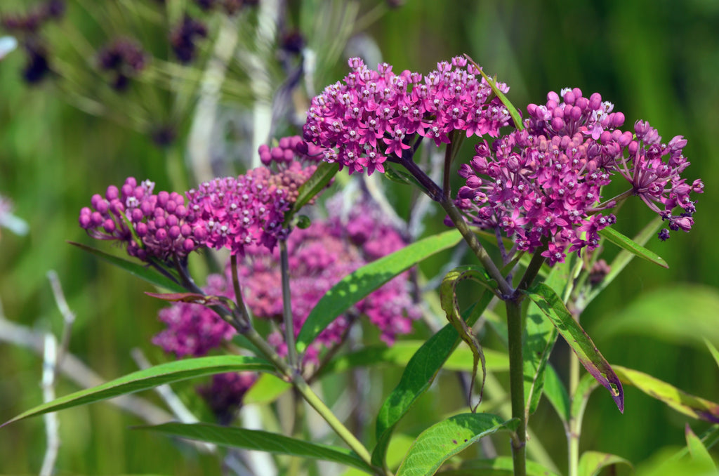 Asclepias incarnata