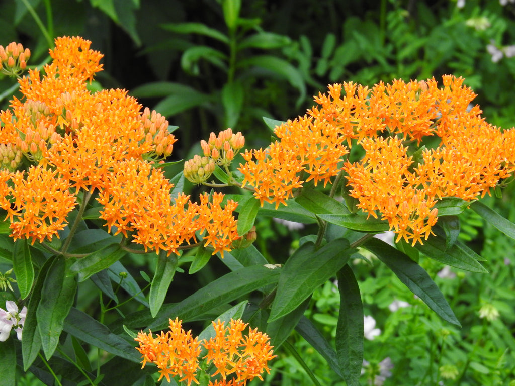 Asclepias tuberosa