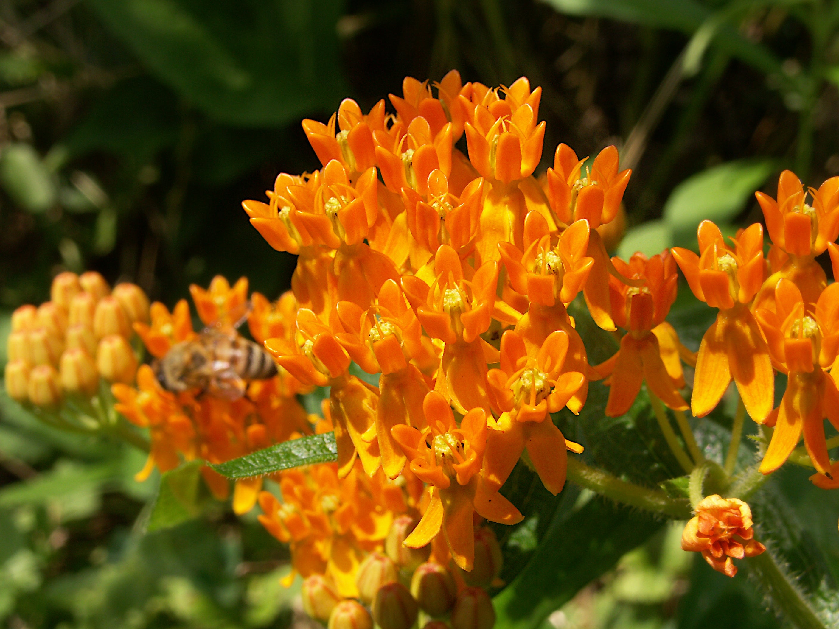 Asclepias tuberosa