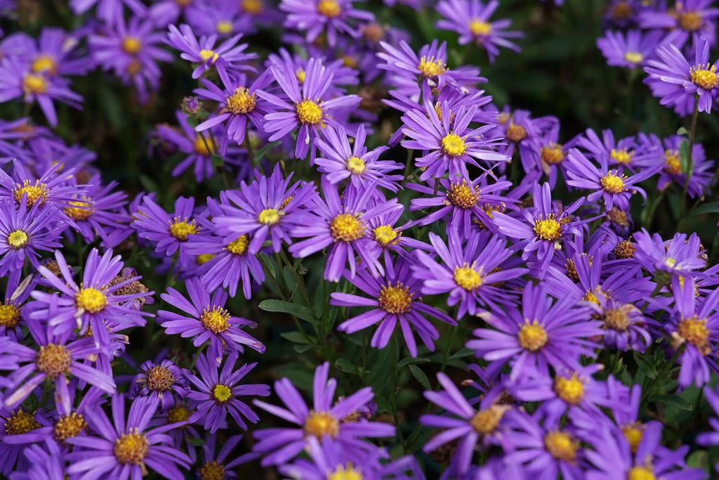 Aster amellus 'Veilchenkönigin'
