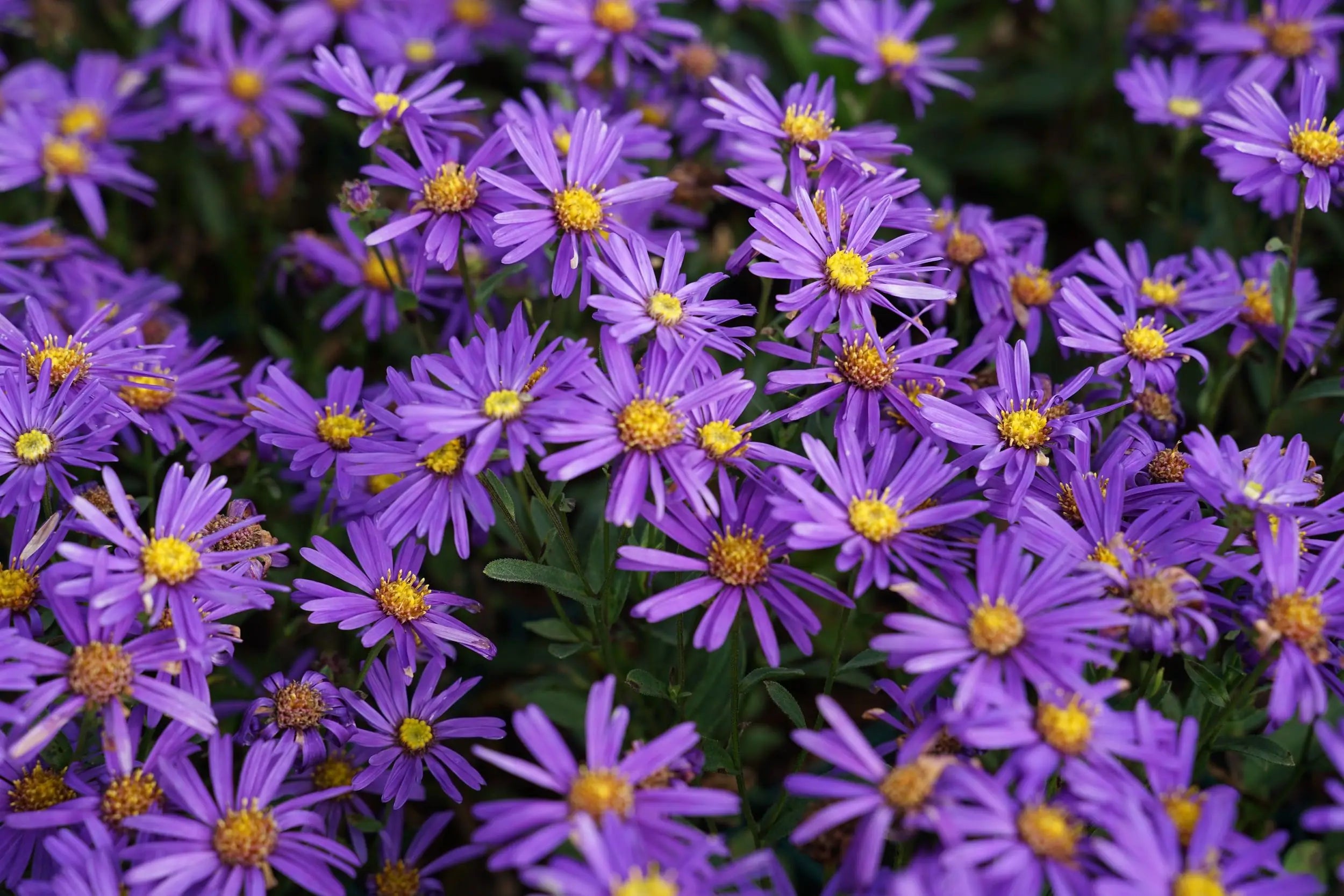 Aster amellus 'Veilchenkönigin'