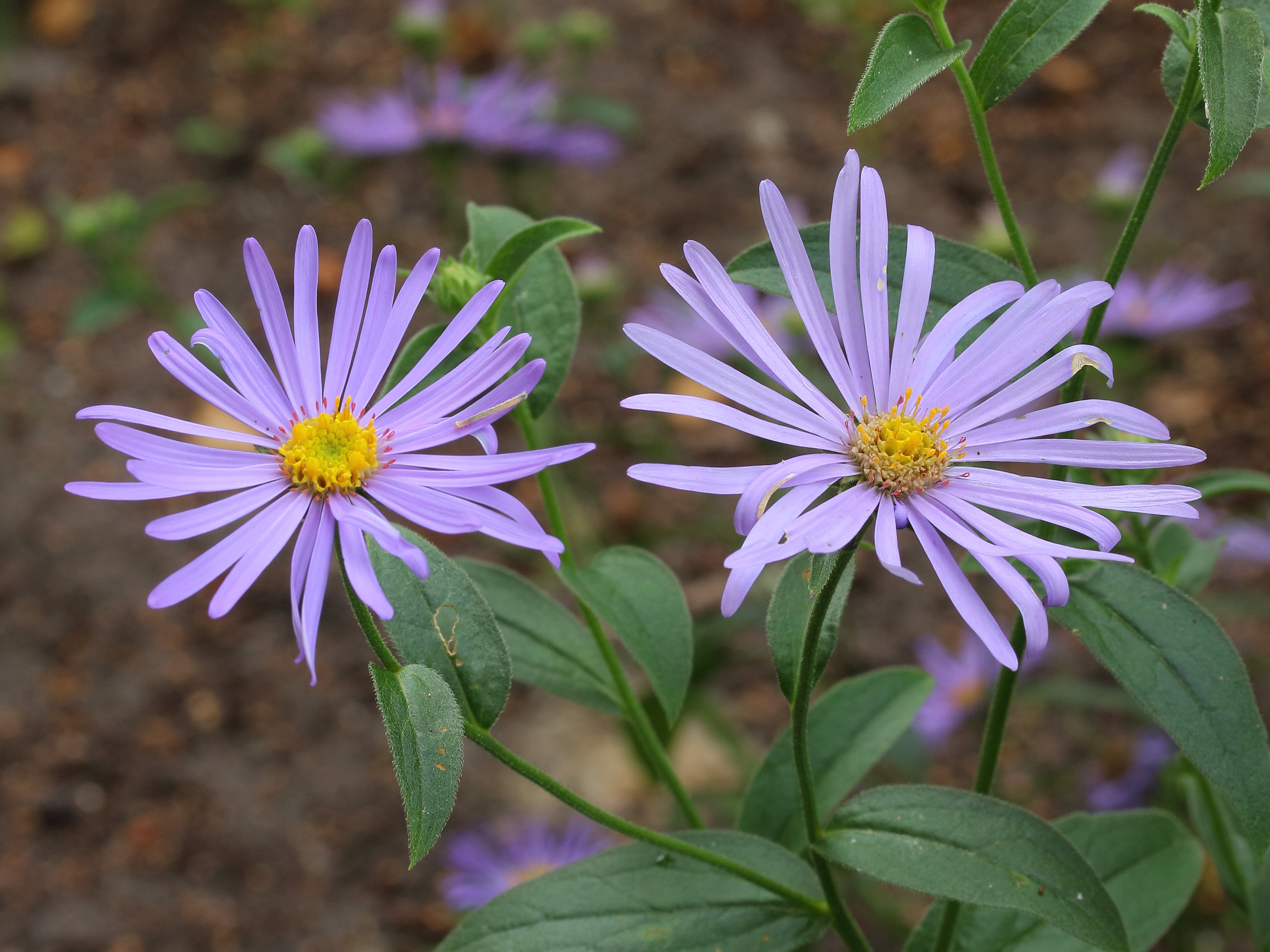 Aster x frikartii ‘Mönch'