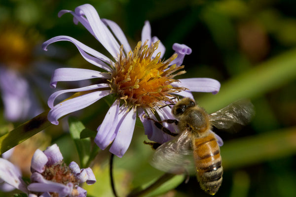 Symphyotrichum subspicatum