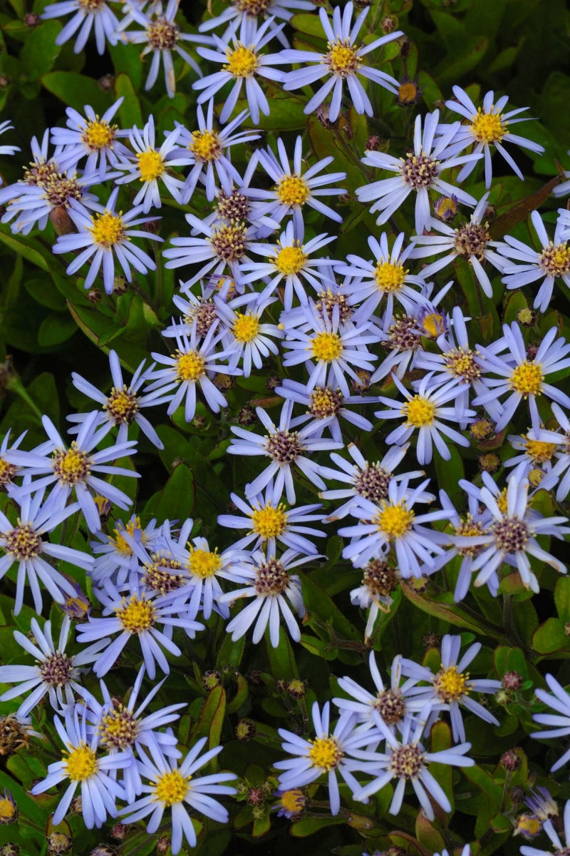 Aster ageratoides ‘Tiny Theo'