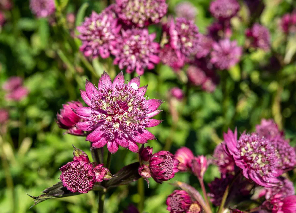 Astrantia major ‘Abbey Road'