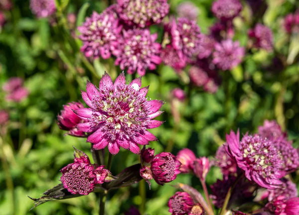 Astrantia major ‘Abbey Road’