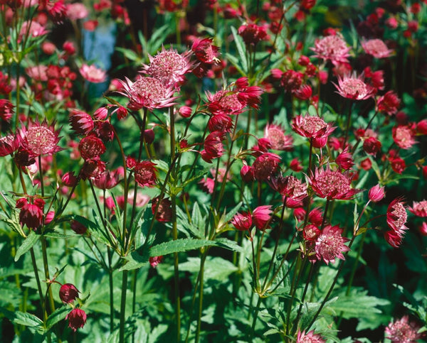 Astrantia major ‘Hadspen Blood’