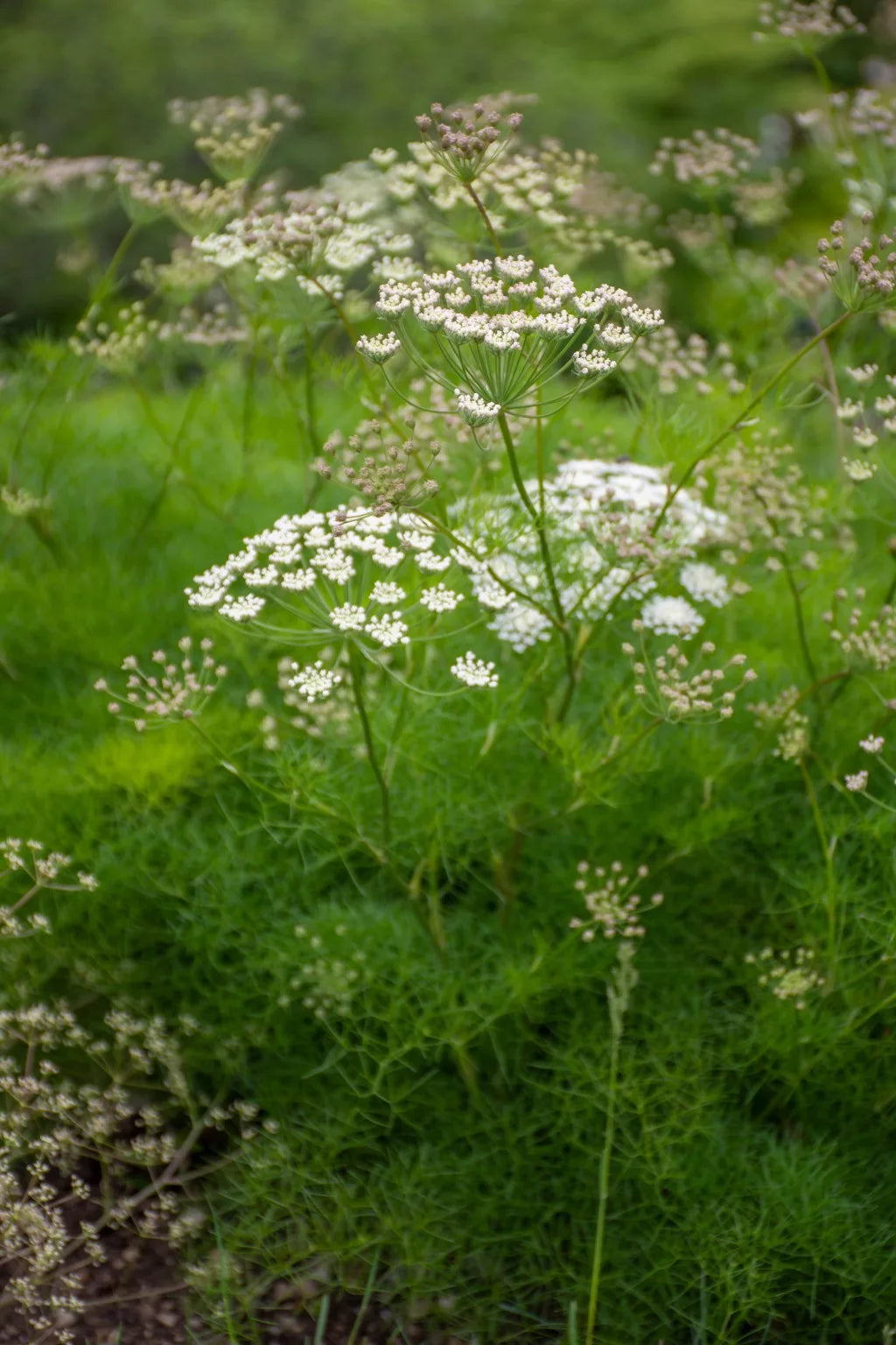 Athamantha turbith ssp. haynaldii
